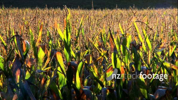 Corn Plant Tops 1890